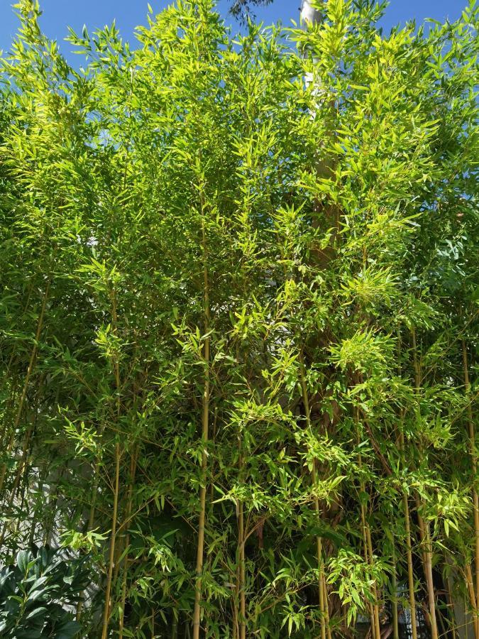 Pine And Lime Apartments PUY 외부 사진